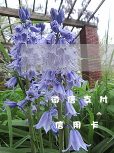 微信支付能用信用卡透支嗎(微信能不能透支信用卡)