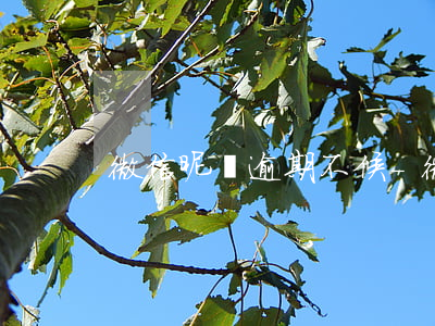 微信昵稱逾期不候-微信昵稱無期