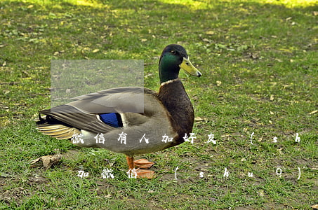 微信有人加好友說(shuō)逾期-有人加微信說(shuō)我逾期了