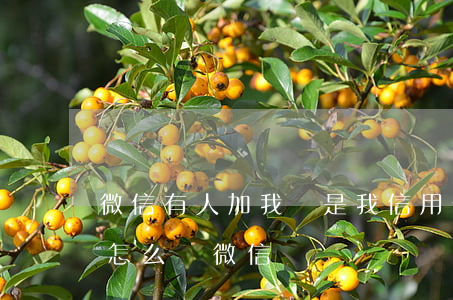 微信有人加我說是我信用卡逾期（信用卡逾期怎么辦微信）