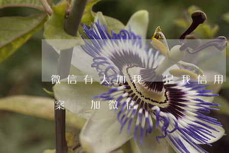 微信有人加我說是我信用卡逾期（信用卡逾期案審加微信）