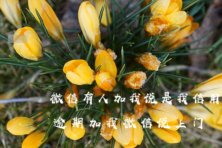 微信有人加我说是我信用卡逾期（中信信用卡逾期加我微信说上门）