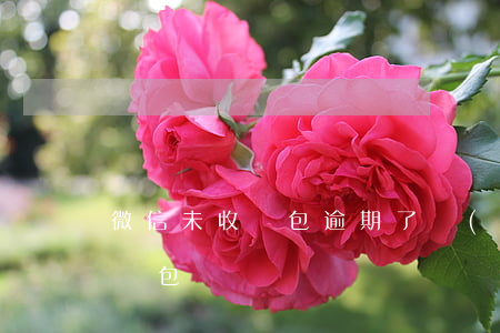 微信未收紅包（逾期了沒(méi)收到微信紅包）