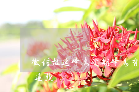 微信极速蜂鸟逾期(蜂鸟有享9.8微信怎么退款)