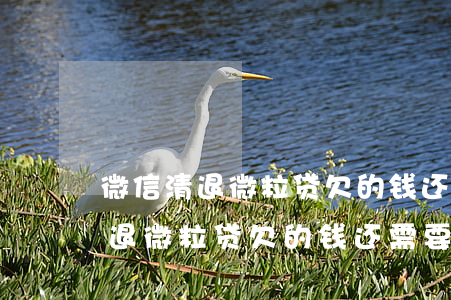 微信清退微粒贷欠的钱还需要还吗-微信清退微粒贷欠的钱还需要还吗安全吗