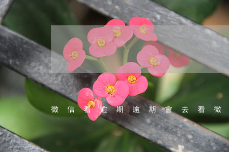 微信看逾期(逾期會去看微信記錄嗎)
