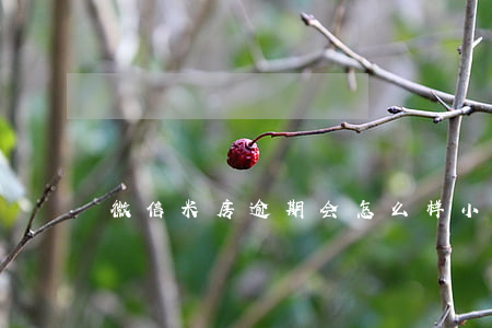 微信米房逾期会怎么样(小米逾期会怎么样)