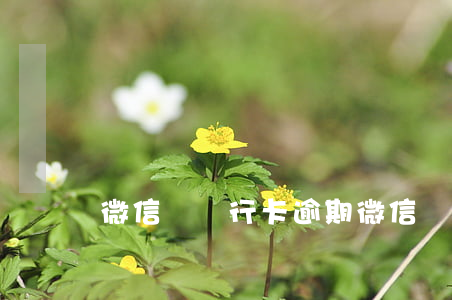 微信綁銀行卡逾期(微信綁銀行卡銀行拒絕)