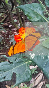 微信網(wǎng)友欠錢怎么起訴