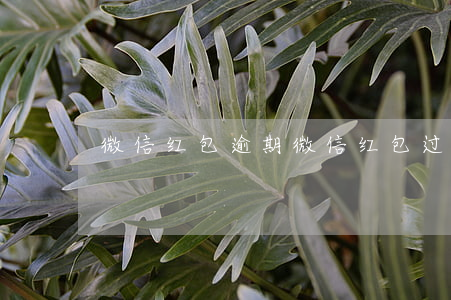 微信红包逾期(微信红包过期怎么回事)