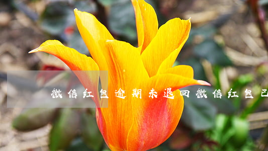 微信红包逾期未退回(微信红包已退回)