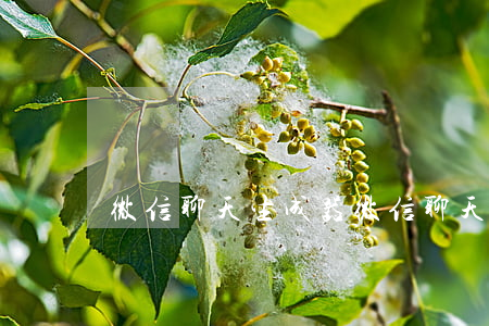 微信聊天生成器(微信聊天生成器在線制作免費)