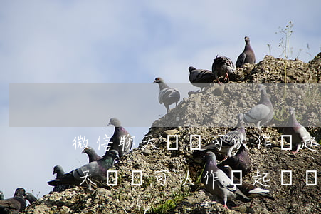 微信聊天記錄可以作為起訴條件嗎-微信聊天記錄可以作為起訴條件嗎怎么查