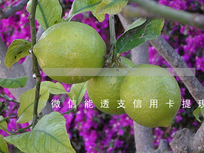 微信能透支信用卡提現(xiàn)嗎