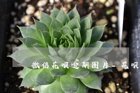 微信花呗逾期图片-花呗逾期图小米