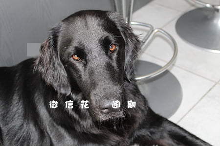 微信花唄逾期