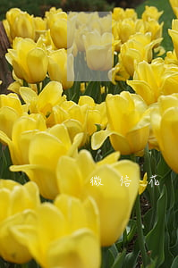 微信花唄逾期了還款怎么辦