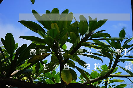 微信號注銷怎么查詢微粒貸還款-微信號注銷怎么查詢微粒貸還款記錄