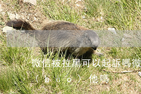 微信被拉黑可以起訴嗎(微信被拉黑還能舉報(bào)他嗎)