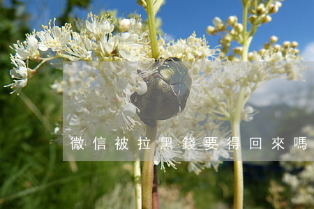 微信被拉黑錢要得回來嗎（微信拉黑被起訴）