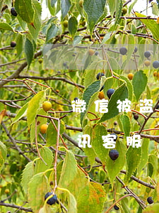 微信被盗怎么起诉腾讯(微信被盗怎么联系腾讯客服)