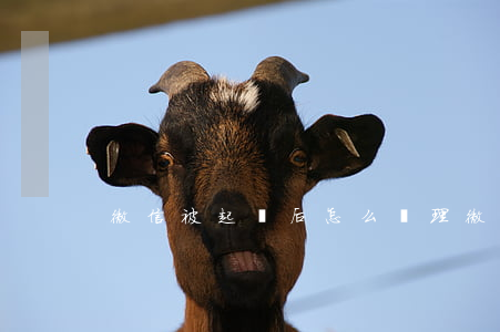 微信被起訴后怎么處理(微信起訴會怎樣)
