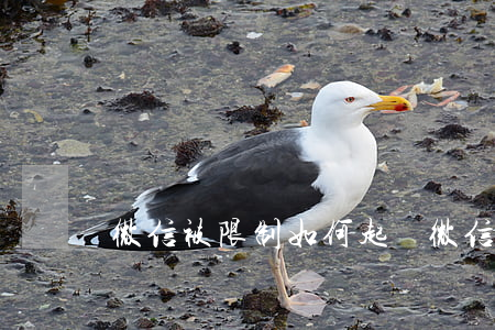 微信被限制如何起訴(微信被限制申訴流程)