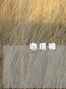 微信被騙了錢怎么才能追回來