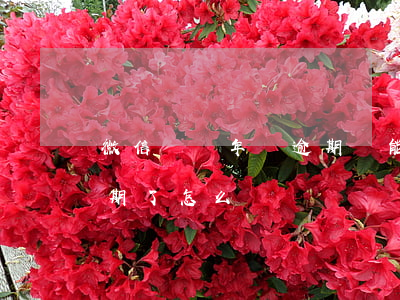 微信認證年審逾期還能再審(微信認證年審過期了怎么辦)