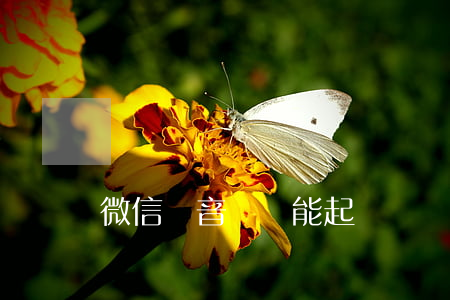微信語音謾罵能起訴嗎
