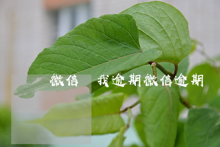 微信說我逾期 微信逾期會怎么樣