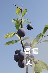 微信誹謗原告地起訴(如何起訴微信上詆毀的人)
