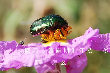 微信貸款逾期1年,要還多少（微信代一萬逾期還款會怎么樣）