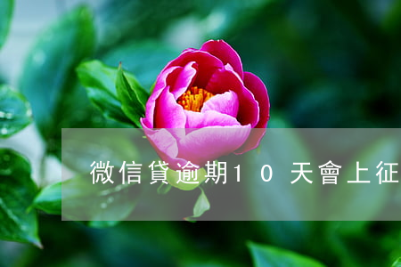 微信貸逾期10天會上征信嗎