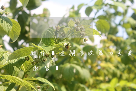 微信貸逾期催收暴力（欠高利貸逾期會被轟炸微信嗎）