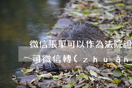 微信賬單可以作為法院證據(jù)嗎(打官司微信轉(zhuǎn)賬記錄能作為證據(jù)嗎)