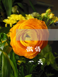 微信賬單日前還款算不算逾期(微信還款逾期一天)