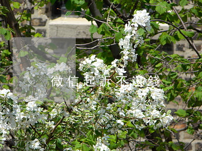 微信起訴不還錢