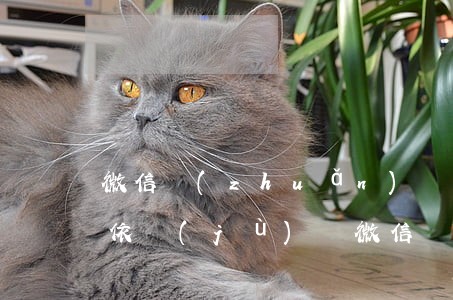 微信轉(zhuǎn)賬可以作為還款法律依據(jù)嗎(微信轉(zhuǎn)賬可以算還款證明嗎)
