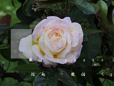 微信轉(zhuǎn)賬怎么樣才能用于法院起訴-微信轉(zhuǎn)賬怎么樣才能用于法院起訴呢
