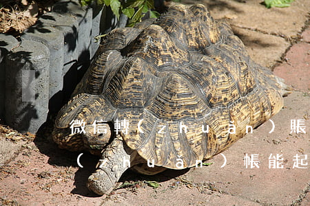 微信轉(zhuǎn)賬是否可起訴(微信轉(zhuǎn)帳能起訴嗎)