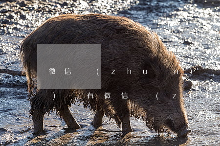 微信轉(zhuǎn)賬能起訴會(huì)嗎(有微信轉(zhuǎn)賬可以起訴嗎?勝算率高嗎)