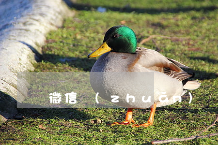 微信轉(zhuǎn)賬起訴狀范本
