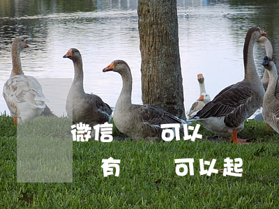 微信轉帳可以當訴訟證據(jù)嗎(微信轉賬有記錄可以起訴嗎)