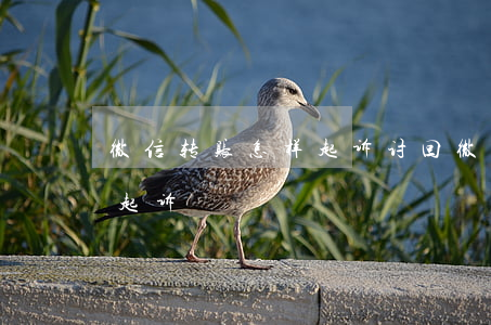 微信转账怎样起诉讨回(微信转账起诉在哪里起诉)