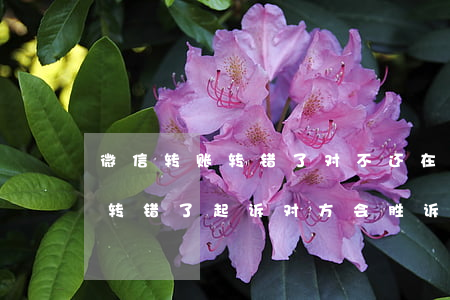 微信转账转错了对不还在哪里起诉(微信转账转错了起诉对方会胜诉吗)