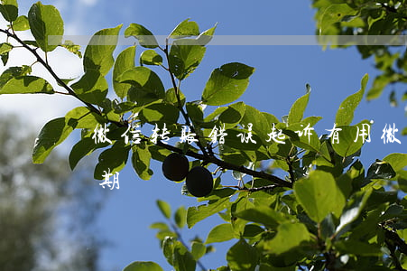 微信转账错误起诉有用(微信转错账起诉有效期)