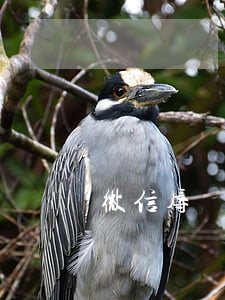 微信辱罵起訴狀模板(微信辱罵法律)