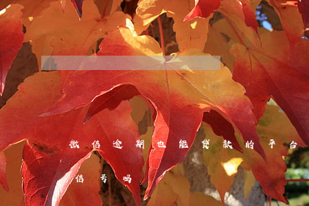 微信逾期也能贷款的平台(贷款逾期会冻结微信号吗)