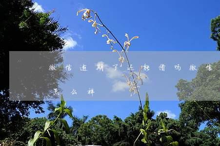 微信逾期了还能借吗 微信借钱逾期半个月会怎么样